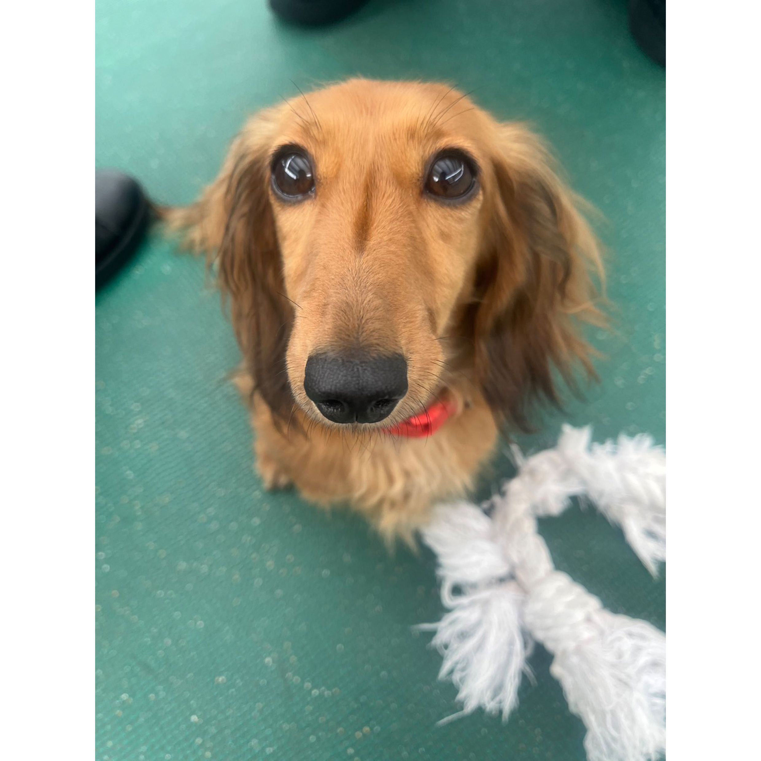 生徒が撮影したモデル犬の写真を送ってくれました☆